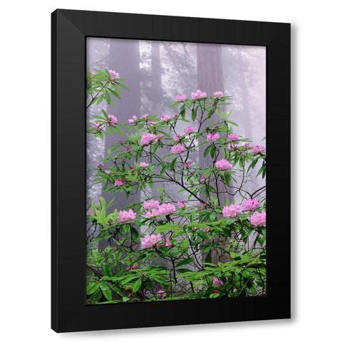 Pacific Rhododendron in foggy redwood forest-Redwood National Park Black Modern Wood Framed Art Print by Jones, Adam
