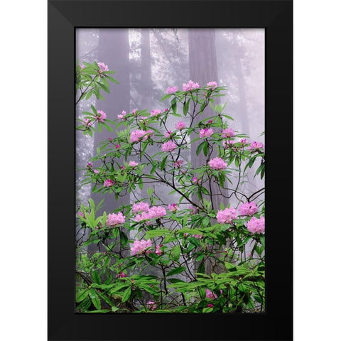 Pacific Rhododendron in foggy redwood forest-Redwood National Park Black Modern Wood Framed Art Print by Jones, Adam