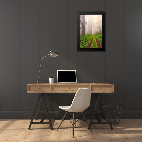 Old roadway through foggy redwood forest-Redwood National Park-California Black Modern Wood Framed Art Print by Jones, Adam