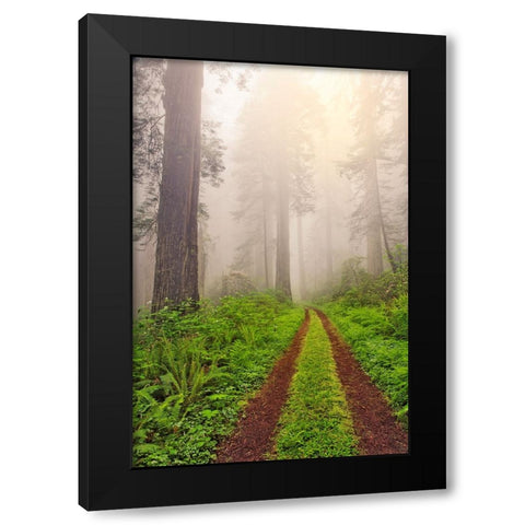 Old roadway through foggy redwood forest-Redwood National Park-California Black Modern Wood Framed Art Print with Double Matting by Jones, Adam