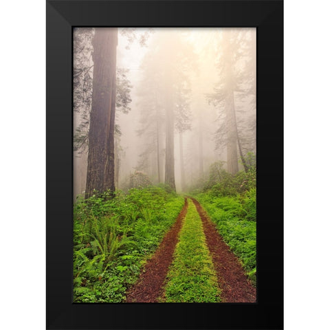 Old roadway through foggy redwood forest-Redwood National Park-California Black Modern Wood Framed Art Print by Jones, Adam