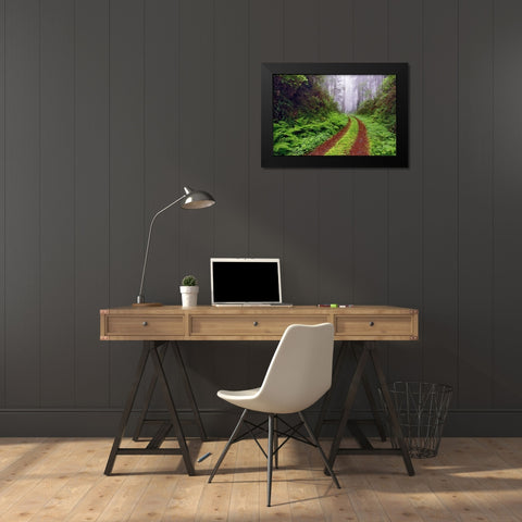 Old roadway through foggy redwood forest-Redwood National Park-California Black Modern Wood Framed Art Print by Jones, Adam