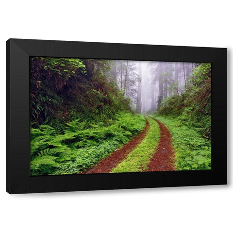 Old roadway through foggy redwood forest-Redwood National Park-California Black Modern Wood Framed Art Print with Double Matting by Jones, Adam