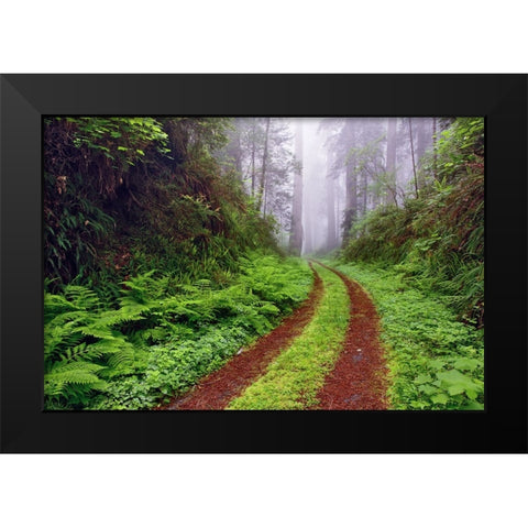 Old roadway through foggy redwood forest-Redwood National Park-California Black Modern Wood Framed Art Print by Jones, Adam
