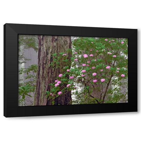 Pacific Rhododendron in foggy redwood forest-Redwood National Park Black Modern Wood Framed Art Print by Jones, Adam