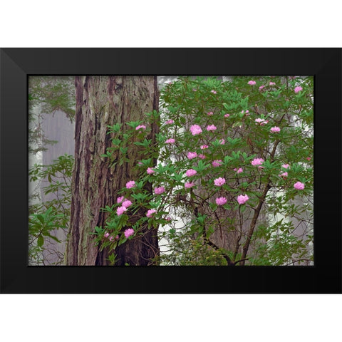 Pacific Rhododendron in foggy redwood forest-Redwood National Park Black Modern Wood Framed Art Print by Jones, Adam