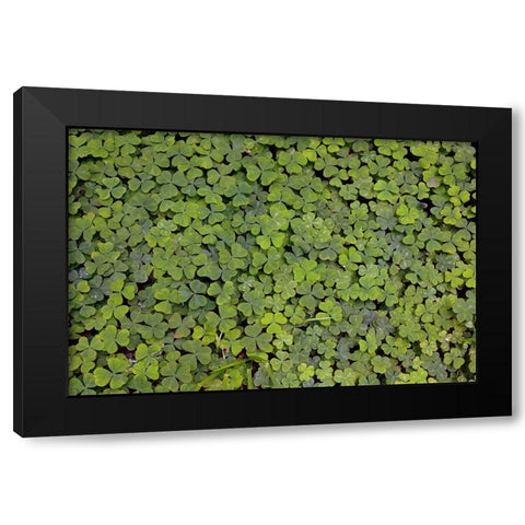 Pattern in wood Sorrel Redwood National Park-California Black Modern Wood Framed Art Print with Double Matting by Jones, Adam