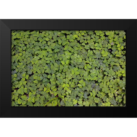 Pattern in wood Sorrel Redwood National Park-California Black Modern Wood Framed Art Print by Jones, Adam