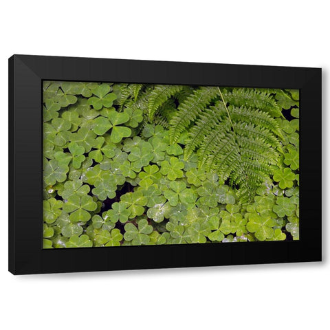 Pattern in wood Sorrel Redwood National Park-California Black Modern Wood Framed Art Print with Double Matting by Jones, Adam