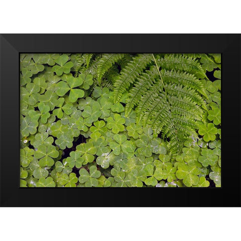 Pattern in wood Sorrel Redwood National Park-California Black Modern Wood Framed Art Print by Jones, Adam