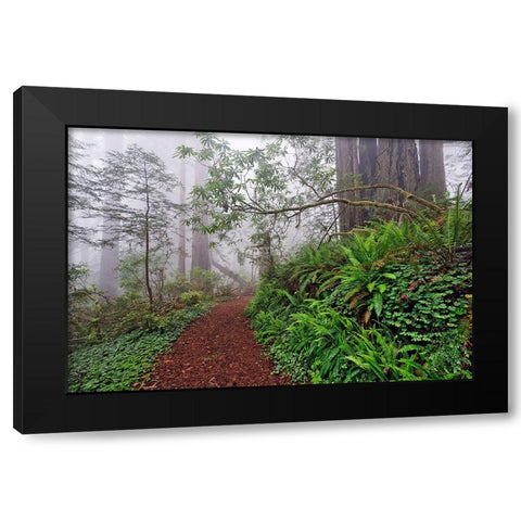 Footpath in foggy redwood forest beneath Pacific Rhododendron-Redwood National Park Black Modern Wood Framed Art Print by Jones, Adam