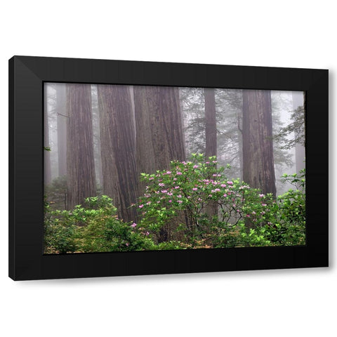 Pacific Rhododendron in foggy redwood forest-Redwood National Park, Black Modern Wood Framed Art Print with Double Matting by Jones, Adam