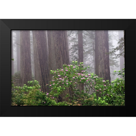 Pacific Rhododendron in foggy redwood forest-Redwood National Park, Black Modern Wood Framed Art Print by Jones, Adam
