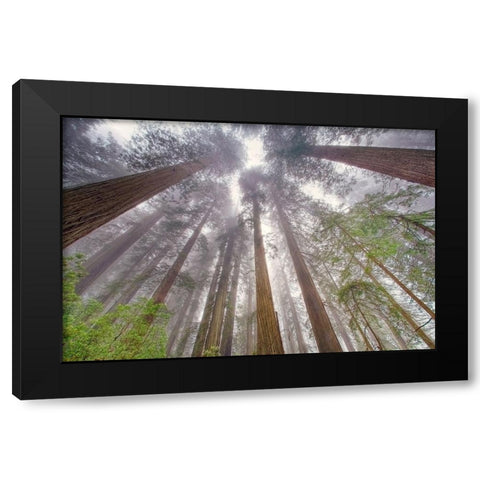 Fisheye view skyward in redwood forest-Redwood National Park-Tree-Redwood Black Modern Wood Framed Art Print with Double Matting by Jones, Adam