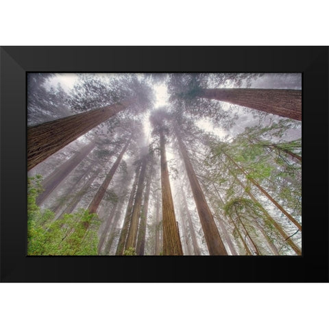 Fisheye view skyward in redwood forest-Redwood National Park-Tree-Redwood Black Modern Wood Framed Art Print by Jones, Adam