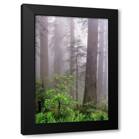 Pacific Rhododendron in foggy redwood forest-Redwood National Park, Black Modern Wood Framed Art Print by Jones, Adam