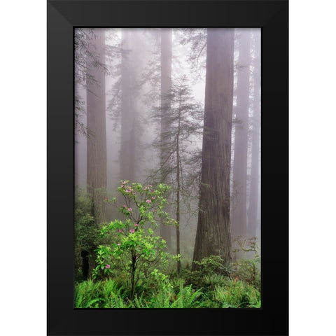 Pacific Rhododendron in foggy redwood forest-Redwood National Park, Black Modern Wood Framed Art Print by Jones, Adam