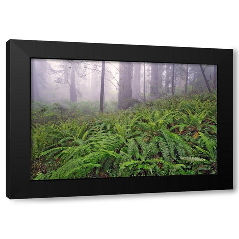 Fisheye view skyward in redwood forest-Redwood National Park-Tree-Redwood Black Modern Wood Framed Art Print with Double Matting by Jones, Adam