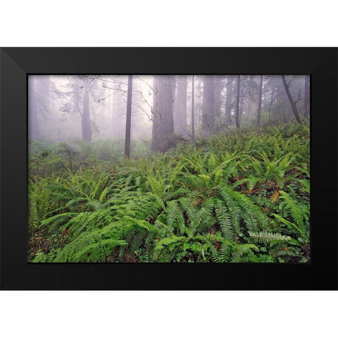 Fisheye view skyward in redwood forest-Redwood National Park-Tree-Redwood Black Modern Wood Framed Art Print by Jones, Adam