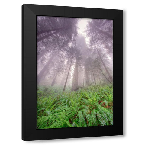 Fisheye view skyward in redwood forest-Redwood National Park-Tree-Redwood Black Modern Wood Framed Art Print with Double Matting by Jones, Adam
