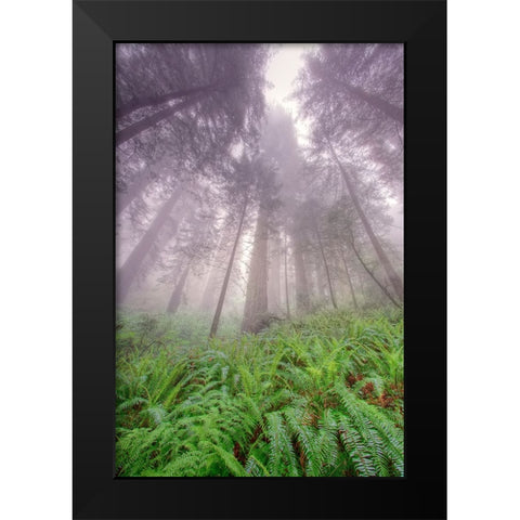 Fisheye view skyward in redwood forest-Redwood National Park-Tree-Redwood Black Modern Wood Framed Art Print by Jones, Adam