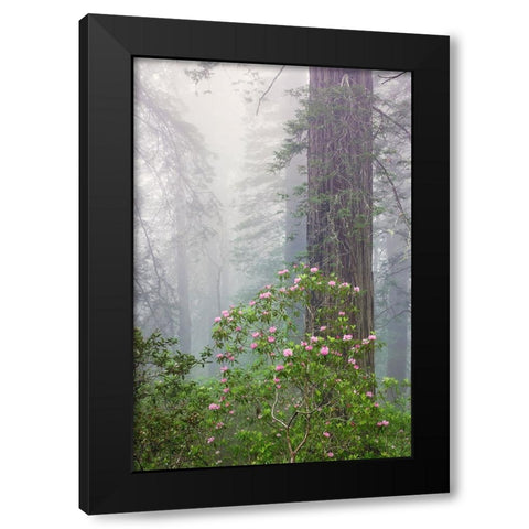 Pacific Rhododendron in foggy redwood forest-Redwood National Park, Black Modern Wood Framed Art Print by Jones, Adam