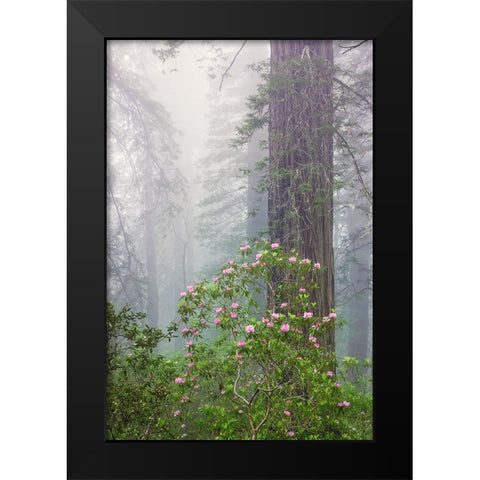 Pacific Rhododendron in foggy redwood forest-Redwood National Park, Black Modern Wood Framed Art Print by Jones, Adam