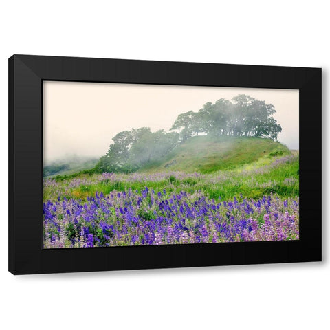 Purple and blue lupine flowers and tree in fog-Bald Hills Road-California Black Modern Wood Framed Art Print with Double Matting by Jones, Adam