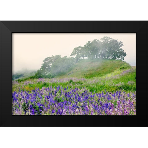 Purple and blue lupine flowers and tree in fog-Bald Hills Road-California Black Modern Wood Framed Art Print by Jones, Adam
