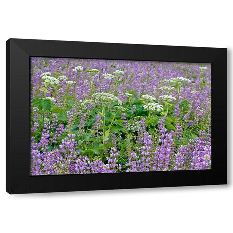 Cow parsnip and purple lupine flowers and tree in fog-Bald Hills Road-California Black Modern Wood Framed Art Print by Jones, Adam