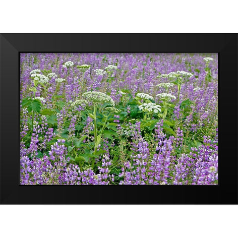 Cow parsnip and purple lupine flowers and tree in fog-Bald Hills Road-California Black Modern Wood Framed Art Print by Jones, Adam