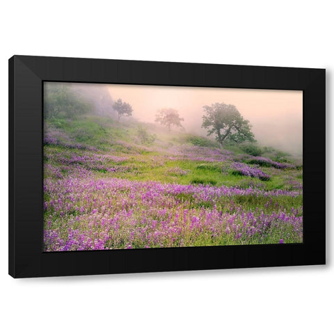 Purple Lupine flowers and tree in foggy sunrise-Bald Hills Road-California Black Modern Wood Framed Art Print by Jones, Adam