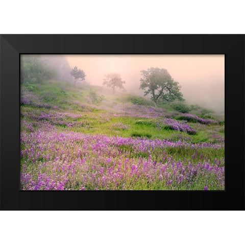 Purple Lupine flowers and tree in foggy sunrise-Bald Hills Road-California Black Modern Wood Framed Art Print by Jones, Adam