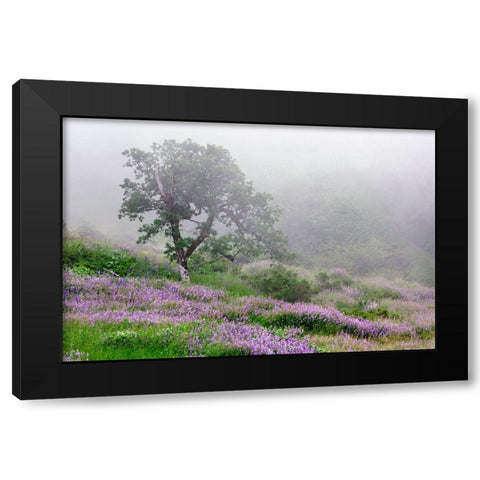 Purple Lupine flowers and tree in fog-Bald Hills Road-California Black Modern Wood Framed Art Print with Double Matting by Jones, Adam