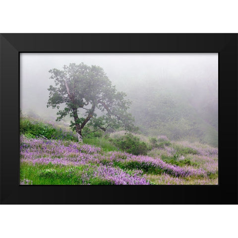 Purple Lupine flowers and tree in fog-Bald Hills Road-California Black Modern Wood Framed Art Print by Jones, Adam
