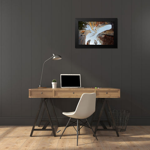 Upward view of twisted pine trees-Tuolumne Meadows-Yosemite National Park-California Black Modern Wood Framed Art Print by Jones, Adam