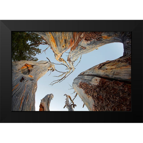Upward view of twisted pine trees-Tuolumne Meadows-Yosemite National Park-California Black Modern Wood Framed Art Print by Jones, Adam