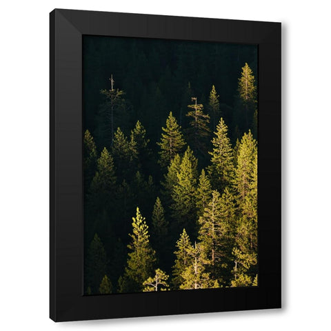Pine trees at sunset-Yosemite National Park-California Black Modern Wood Framed Art Print with Double Matting by Jones, Adam