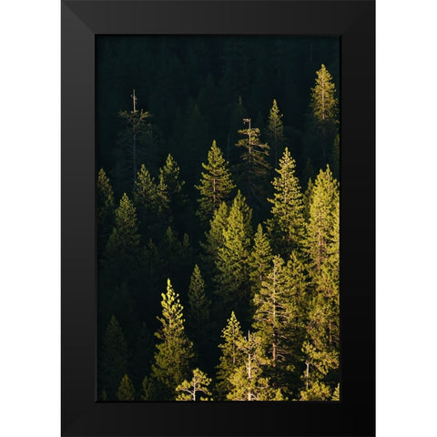 Pine trees at sunset-Yosemite National Park-California Black Modern Wood Framed Art Print by Jones, Adam