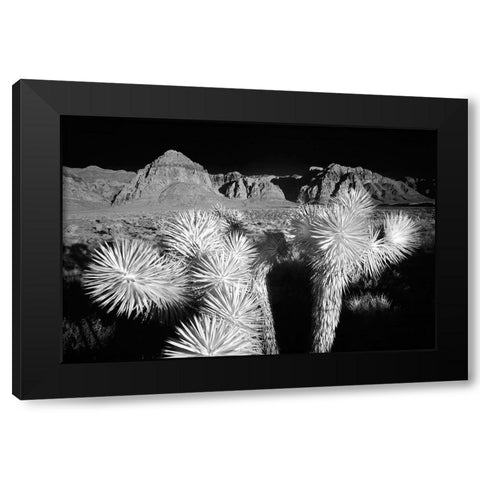 Joshua tree-Mojave Desert-California Black Modern Wood Framed Art Print with Double Matting by Jones, Adam