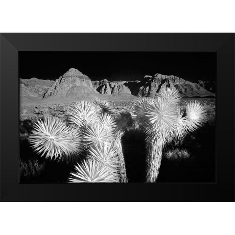Joshua tree-Mojave Desert-California Black Modern Wood Framed Art Print by Jones, Adam