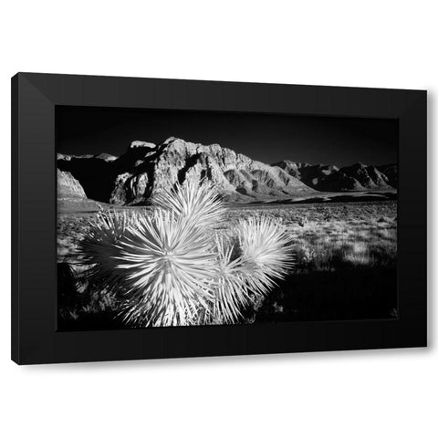 Joshua tree-Mojave Desert-California Black Modern Wood Framed Art Print with Double Matting by Jones, Adam
