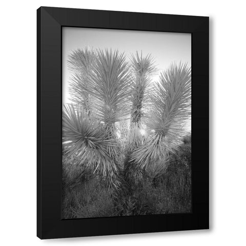 Joshua tree-Mojave Desert-California Black Modern Wood Framed Art Print by Jones, Adam