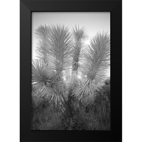 Joshua tree-Mojave Desert-California Black Modern Wood Framed Art Print by Jones, Adam