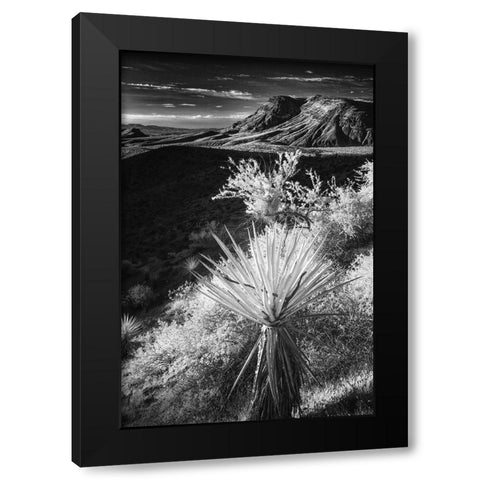 Yucca plant and desert landscape-Mojave Desert-California Black Modern Wood Framed Art Print with Double Matting by Jones, Adam