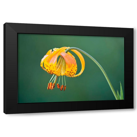 Sierra Tiger Lily-Yosemite National Park-California Black Modern Wood Framed Art Print with Double Matting by Jones, Adam