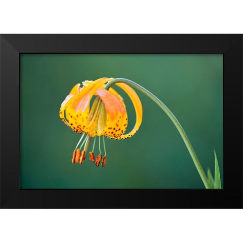Sierra Tiger Lily-Yosemite National Park-California Black Modern Wood Framed Art Print by Jones, Adam