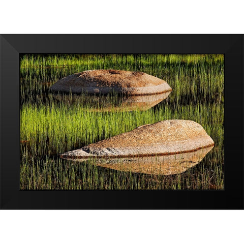 Rocks and grass at first light-Tuolumne Meadows-Yosemite National Park-California Black Modern Wood Framed Art Print by Jones, Adam
