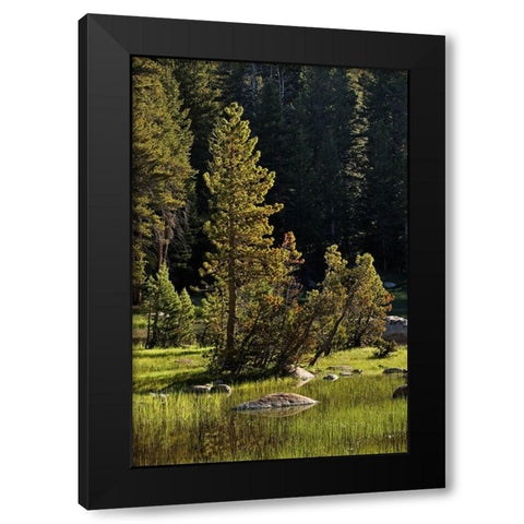Rocks and grass at first light-Tuolumne Meadows-Yosemite National Park-California Black Modern Wood Framed Art Print by Jones, Adam
