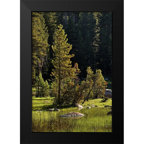 Rocks and grass at first light-Tuolumne Meadows-Yosemite National Park-California Black Modern Wood Framed Art Print by Jones, Adam